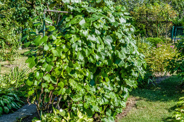 green vine bush with growing clusters in the summer sunshine in the garden Full frame zoom