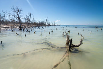 tree on the beach