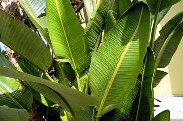 Fototapeta premium Leaves of a tropical plant, large size, green.