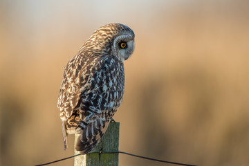 Short Eared Owl Perched