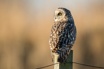 Short Eared Owl Perched