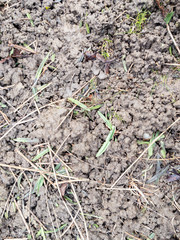 Full frame shot of dirt and leaves in the garden