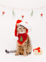 Christmas cute cat in Santa hat sitting near gift box.