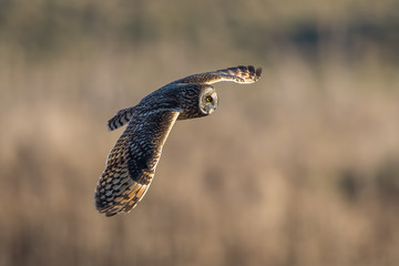 Short Eared Owl Flying