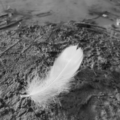 feather on snow