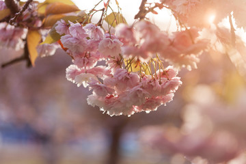 Delicate pink blooms of Cherry blossoms signal the coming of spring