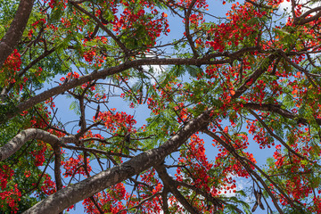 flowering tree with the blue sky background, scientific name: Caesalpinia