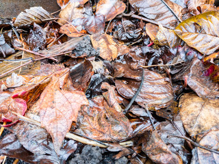 Full frame shot of dirt and leaves in the garden