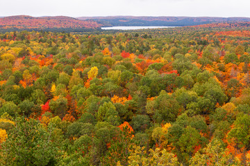Fototapeta premium Overlooking the fall trees in Algonquin, Ontario, Canada