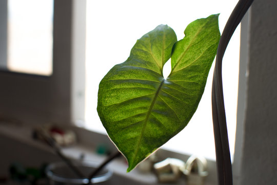 PLANT