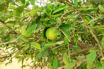 Green orange grows on a tree, ripens.