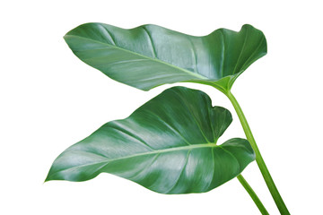 Green Leaves of Philodendron Plant Isolated on White Background