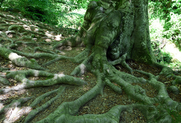 Large textured fabulous roots of a huge tree