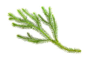 A branch of green moss isolated on a white background. Moss isolated on white. Detail of green moss...