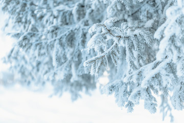 Christmas tree with snow outdoor, frozen branch of spruce with snow, colden winter day.