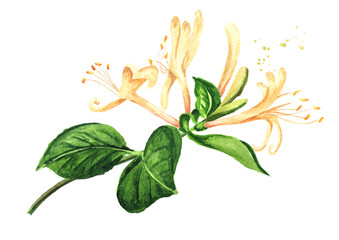 Branch of honeysuckle with flowers and leaves, Watercolor hand drawn illustration, isolated on white background