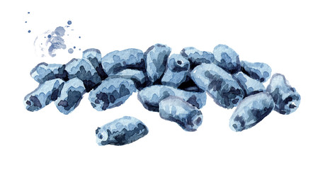 Honeysuckle berries. Watercolor hand drawn illustration, isolated on white background