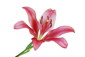 Blooming Red Lily Flower Isolated on White Background
