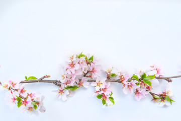 Beautiful sping holiday background. Twig of sakura on the whte background. Copy space, flat lay