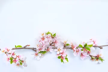 Poster Beautiful sping holiday background. Twig of sakura on the whte background. Copy space, flat lay © stsvirkun