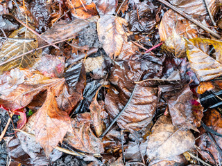 Full frame shot of dirt and leaves in the garden