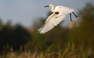 White Egrets in Cross Creek Ranch Texas