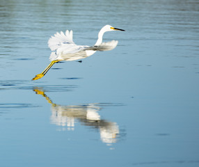 White Egrets in Cross Creek Ranch Texas