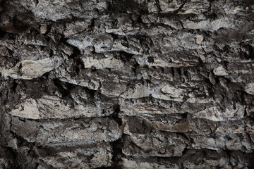 Texture of gray ancient stone. Masonry. Copy space.