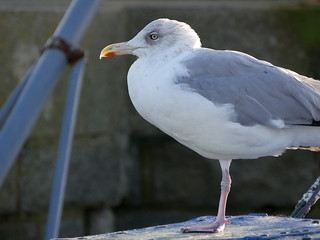 Goéland argenté unijambiste