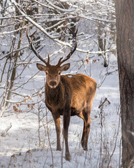 A male red deer in a snowy forest coming view from the front