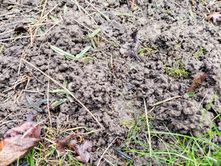 Full frame shot of dirt and leaves in the garden