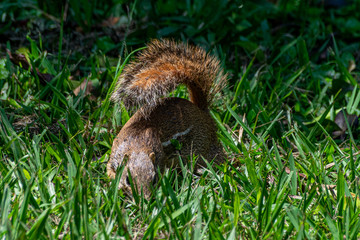 Striped ground squirrel (erus erythropus) foraging for food, Entebbe, Uganda