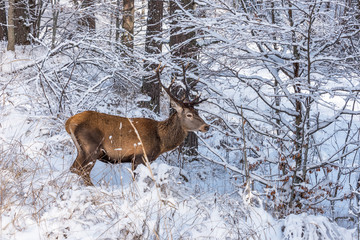 A male red deer in a forest with snow