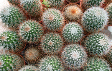 Naklejka na ściany i meble Selective focus close-up top-view shot on Golden barrel cactus
