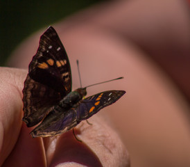 mariposa en mano