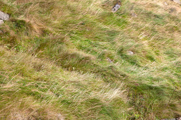 Autumn grass background