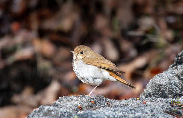 A hermit thrush in the Oregon understory