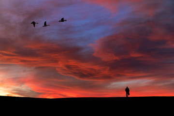 Naklejka na ściany i meble silhouette of birds in the sky