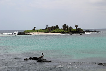 Pelican in the Galapagos Islands