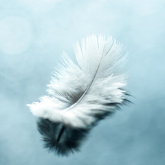 White bird feather on blue background close-up, macro, bokeh