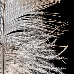 fragment of a bird's white feather close-up on a black background, macro