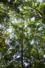 Treetops with a blue sky in october
