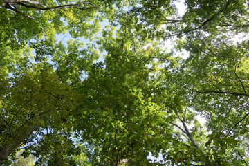 Treetops with a blue sky in october