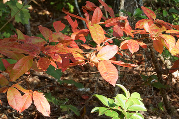 Background of beautiful autumn leaves