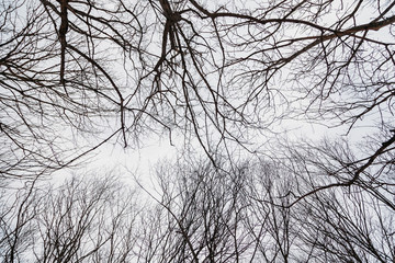 Fototapeta na wymiar branches of a tree against sky. abstract background