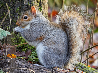 Grey Squirrel sat upright eating a nut in Daisy Nook park in Manchester, UK