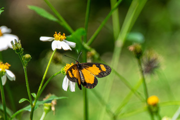 Acraea acerata (the falls acraea or small yellow-banded acraea) resting of a flower in Entebbe, Uganda