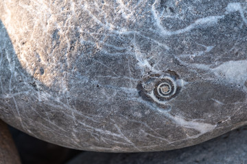 a fossil in a stone in a visible shell is a very old fragment