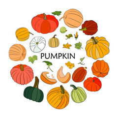 Vector hand drawn big set of colorful pumpkins, with leaves and flowers in the form of a circle. Isolated pumpkins.  Organic sketched vegetarian objects. Use for restaurant, menu, grocery, market, par