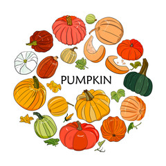 Vector hand drawn big set of colorful pumpkins, with leaves and flowers in the form of a circle. Isolated pumpkins.  Organic sketched vegetarian objects. Use for restaurant, menu, grocery, market, par